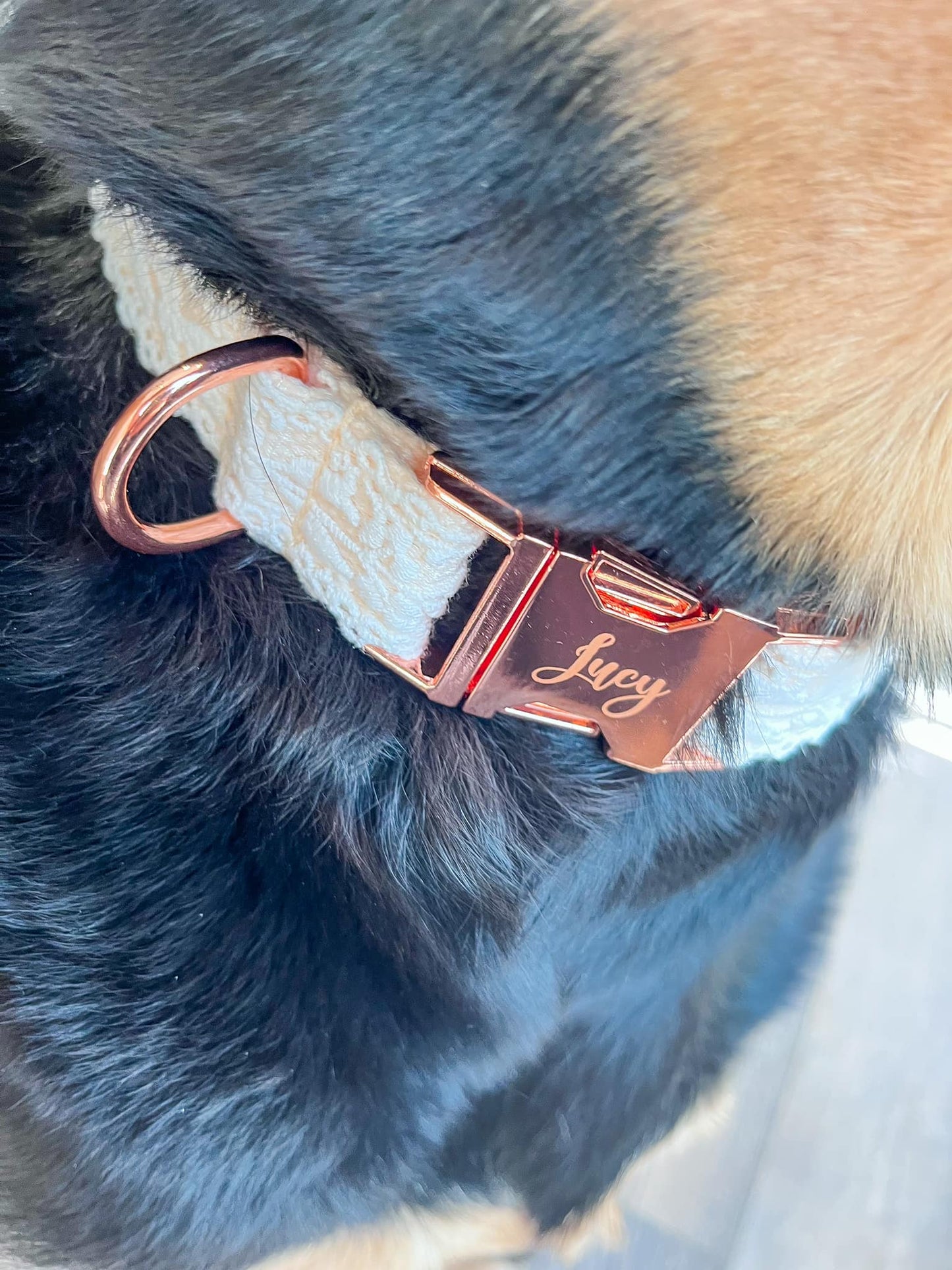 PREORDER: Engraved Dog Collar 1.20.25 osym